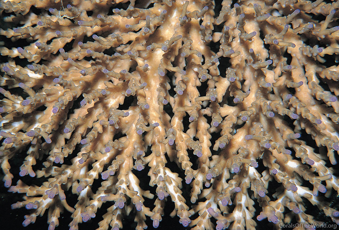 Acropora plana