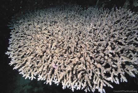 CotW preview: Acropora plana