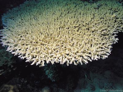 CotW: Acropora plana