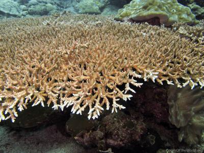 CotW: Acropora plana