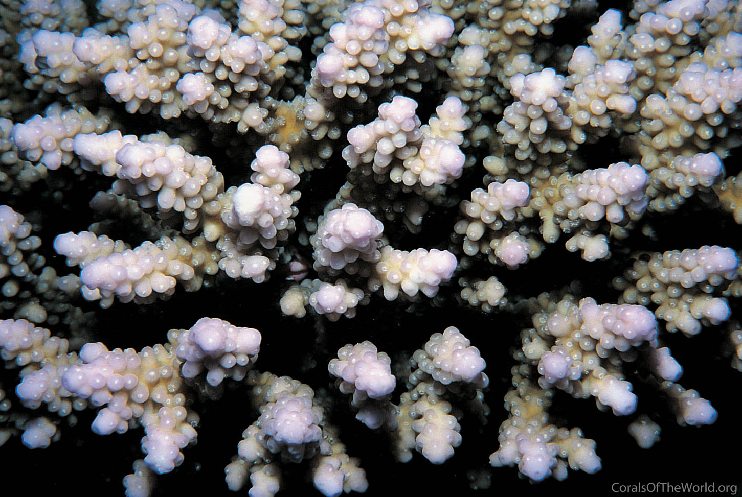 Acropora plantaginea