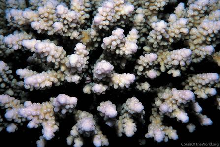 CotW preview: Acropora plantaginea