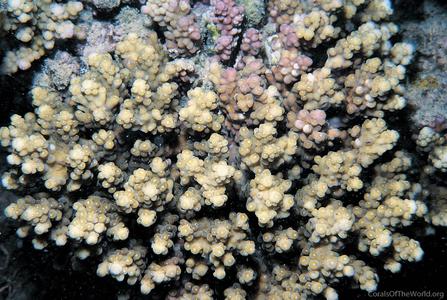 CotW preview: Acropora plantaginea