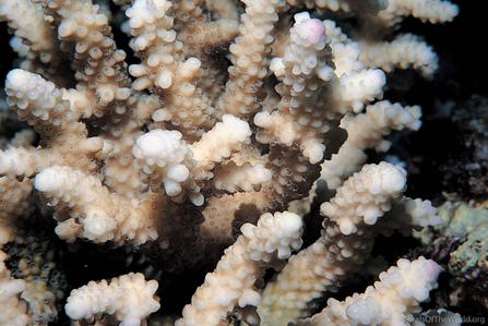CotW: Acropora plantaginea