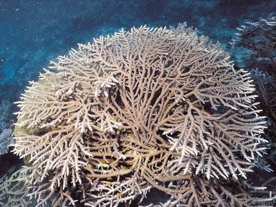 CotW preview: Acropora plumosa