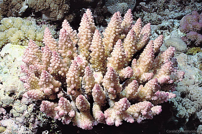 Acropora polystoma