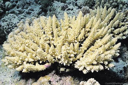 CotW: Acropora polystoma