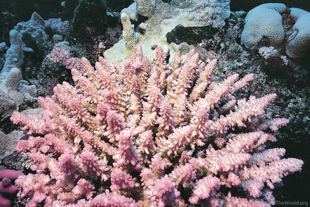 CotW: Acropora polystoma