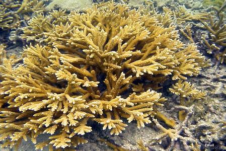CotW preview: Acropora prolifera