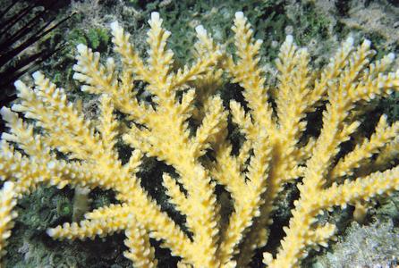 CotW: Acropora prolifera