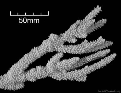CotW: Acropora prolifera