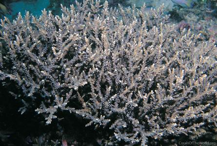 CotW preview: Acropora proximalis