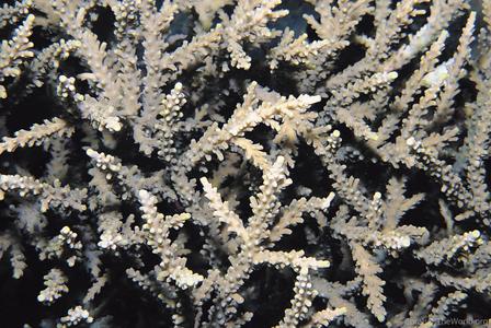 CotW: Acropora proximalis