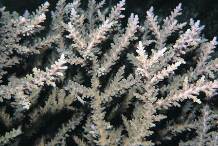 CotW: Acropora proximalis