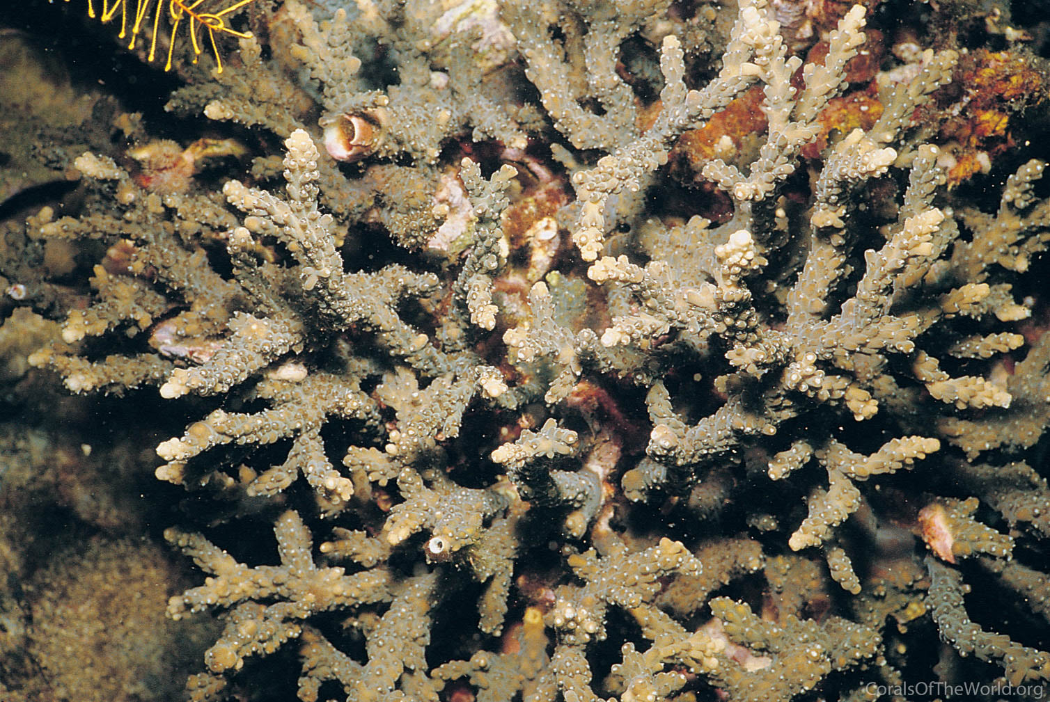 Acropora pruinosa