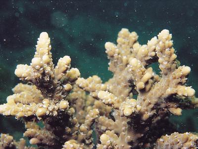 CotW preview: Acropora pruinosa