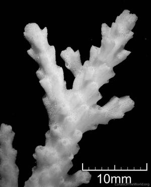 CotW: Acropora pruinosa