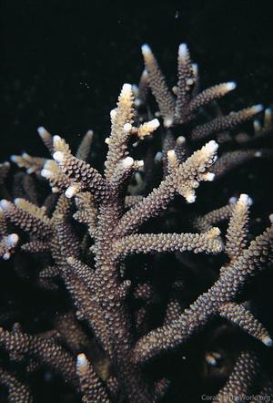 CotW: Acropora pulchra