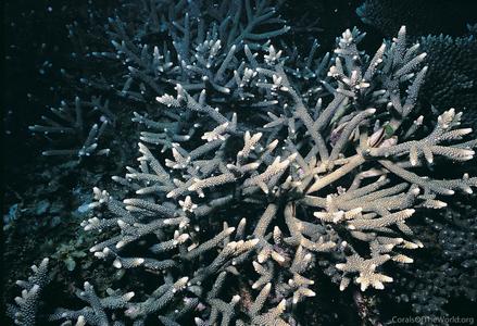 CotW: Acropora pulchra