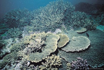 CotW: Acropora pulchra