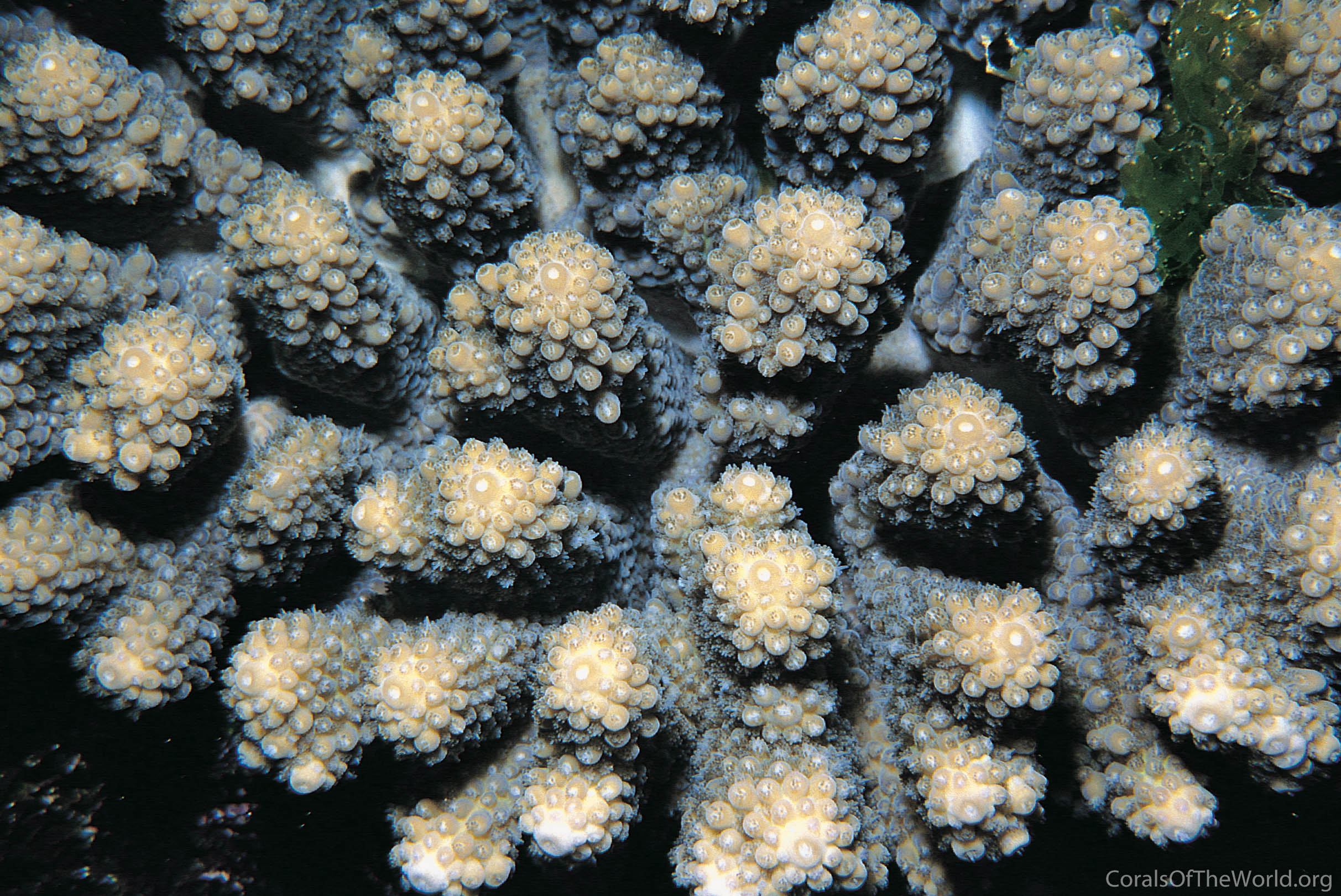 Acropora retusa