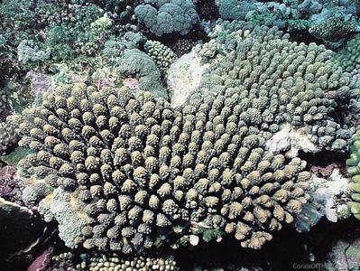 CotW: Acropora retusa