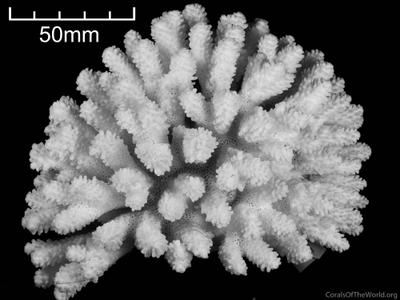 CotW: Acropora retusa