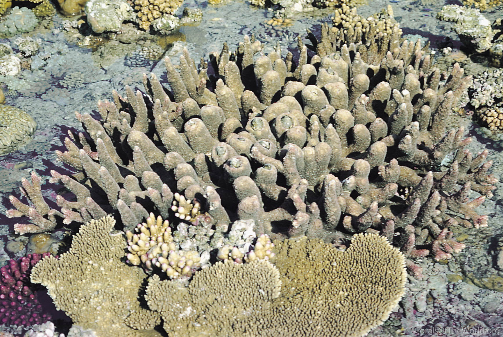 Acropora robusta