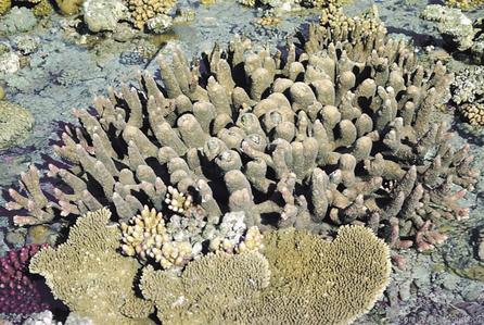 CotW preview: Acropora robusta
