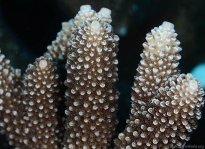 CotW: Acropora robusta