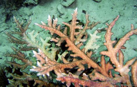 CotW preview: Acropora rongelapensis