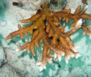 CotW: Acropora rongelapensis