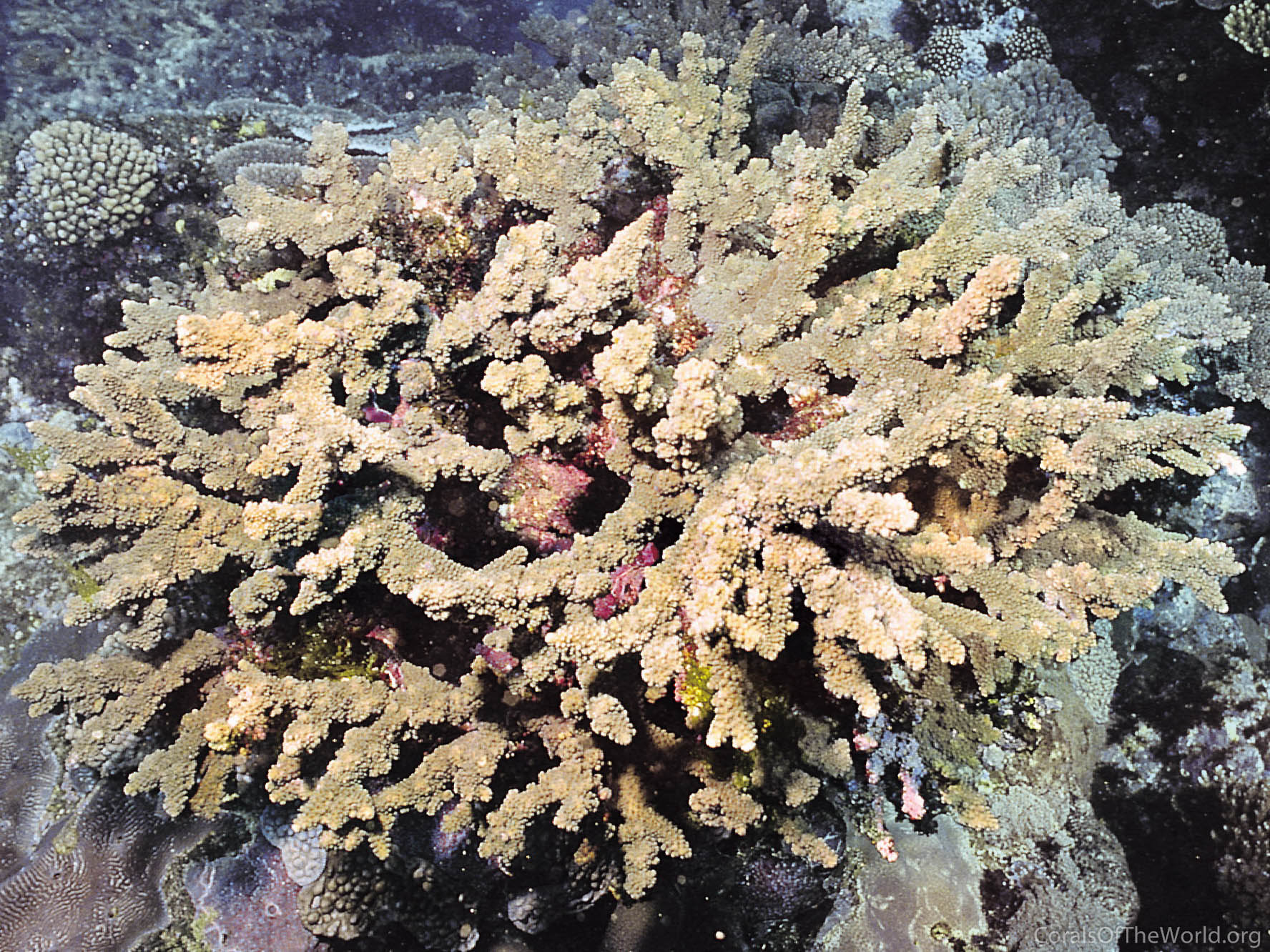 Acropora roseni