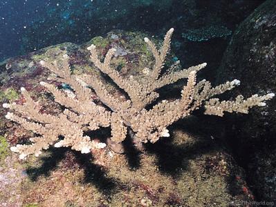 CotW preview: Acropora rudis