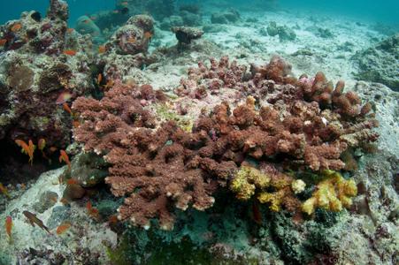 CotW: Acropora rudis