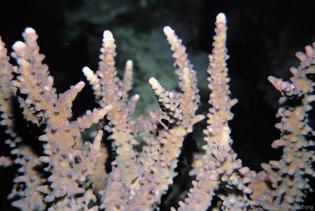 CotW preview: Acropora rufus