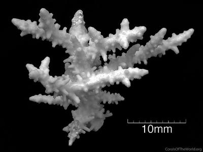 CotW: Acropora rufus