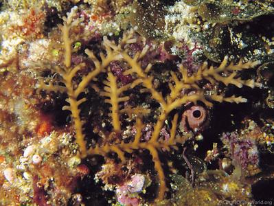 CotW: Acropora russelli