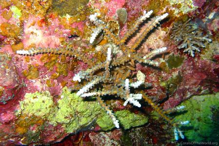 CotW: Acropora russelli