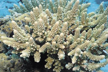 CotW preview: Acropora samoensis