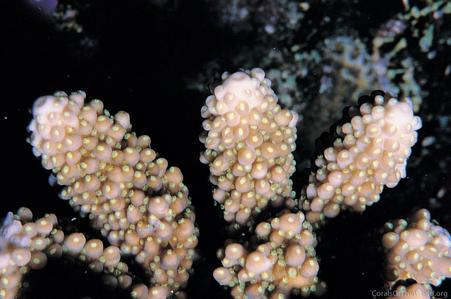 CotW preview: Acropora samoensis