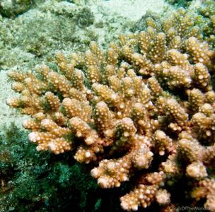 CotW: Acropora samoensis