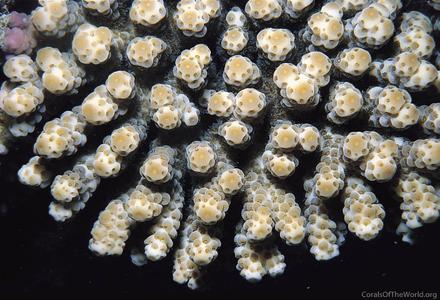 CotW preview: Acropora sarmentosa