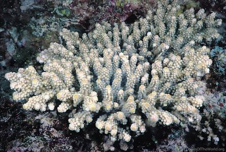 CotW: Acropora sarmentosa