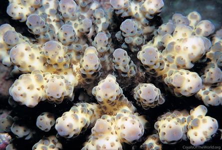 CotW: Acropora sarmentosa