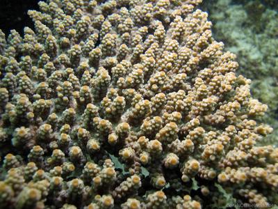 CotW: Acropora sarmentosa