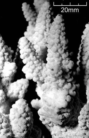 CotW preview: Acropora schmitti