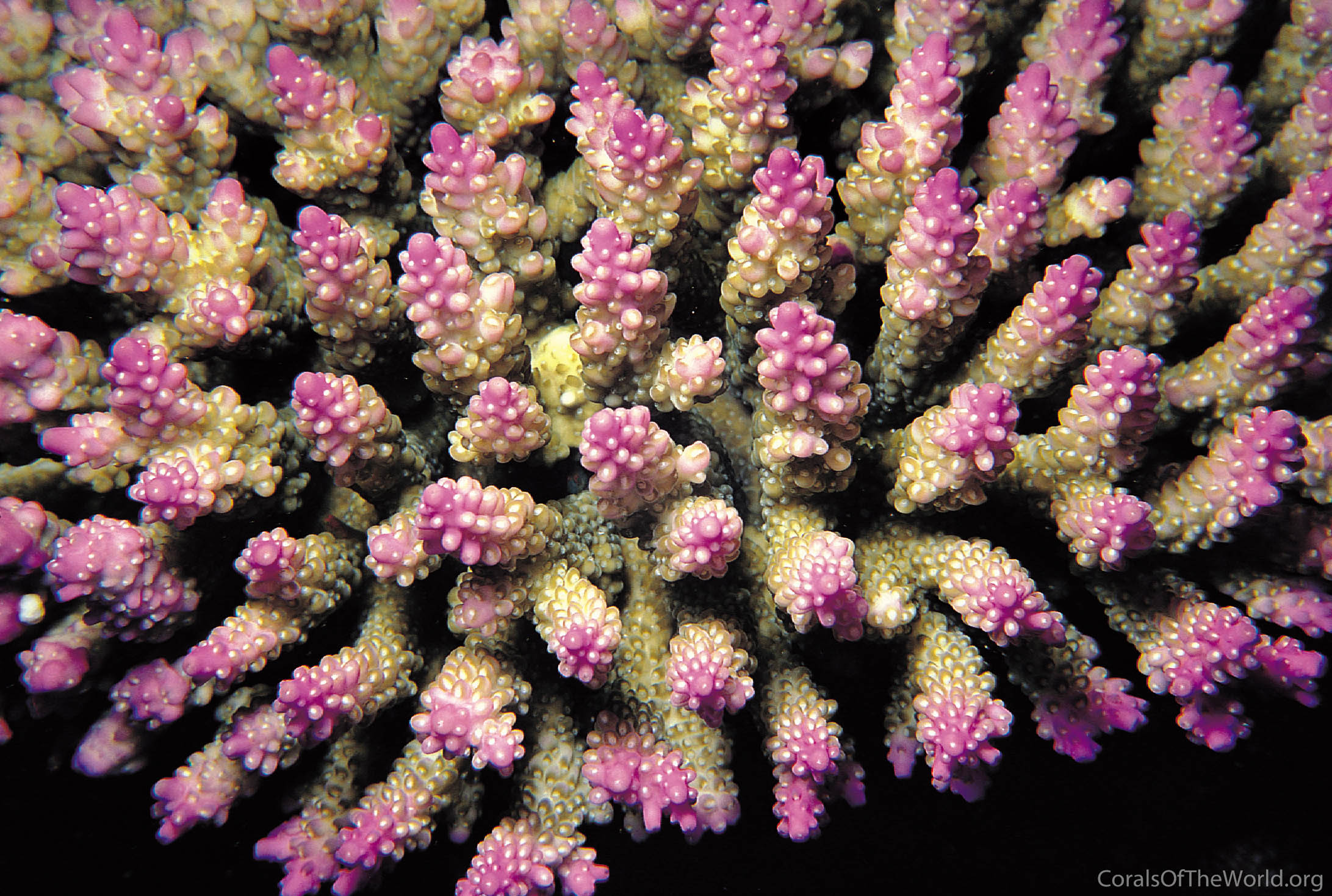 Acropora secale