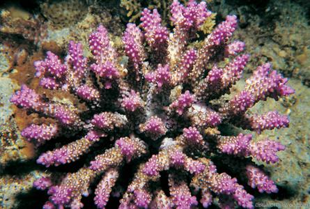 CotW: Acropora secale