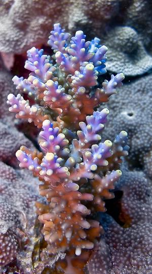 CotW: Acropora secale
